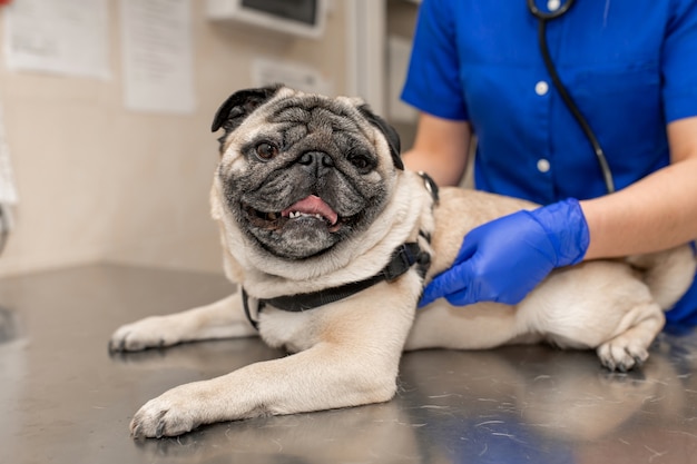 Junge professionelle Tierärztin halten Mops Hund vor der Prüfung in der Tierklinik