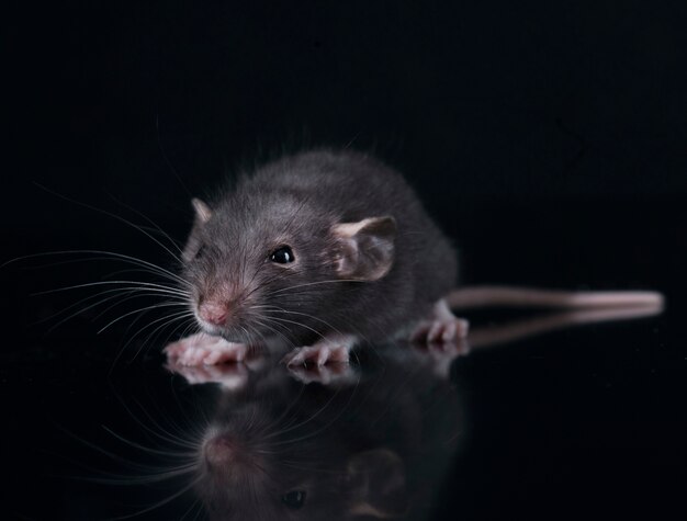junge Ratte im Studio