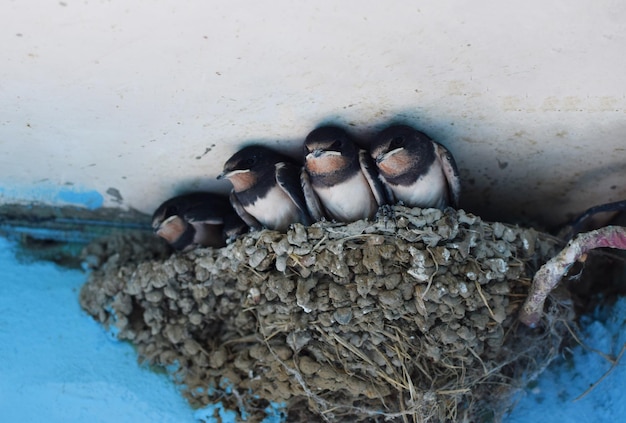 Junge Rauchschwalben sitzen am Rand ihres Nestes unter dem Dach eines alten Dorfhauses