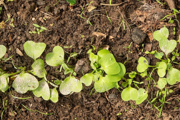 Foto junge rettich-raphanus-sativus-sprossen, die im gewächshaus wachsen rettich-setzlinge im garten grüne blätter der rettich-pflanze nahaufnahme detail selektiver fokus