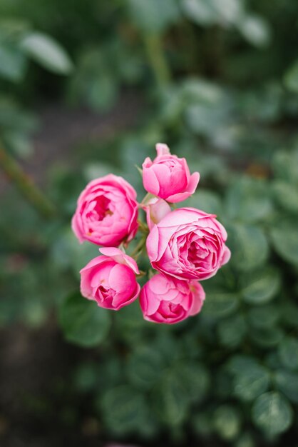 Junge Rosen Floribunda Pomponella im Sommer im Garten