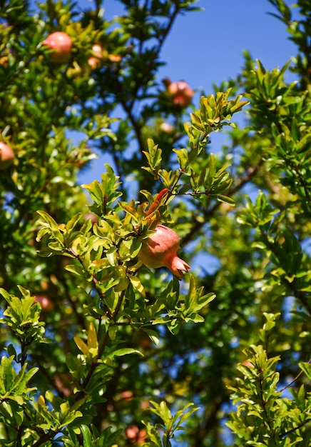 Junge rote Granatapfelfrüchte wachsen an einem sonnigen Sommertag auf einem Baum