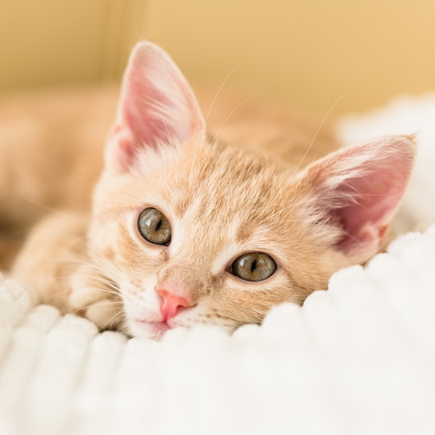 Junge rote Katze auf einer weißen Bettdecke