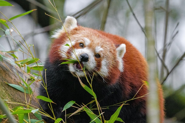 Junge rote Pandas, die Bambus essen Porträt eines Pandas, der Bambus isst