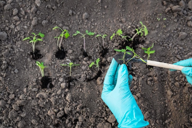 Junge sämlinge von paprika und tomaten das konzept der gartenarbeit und sämlinge junge pflanze ein junges mädchen hält eine schaufel in ihren händen und sämlingen