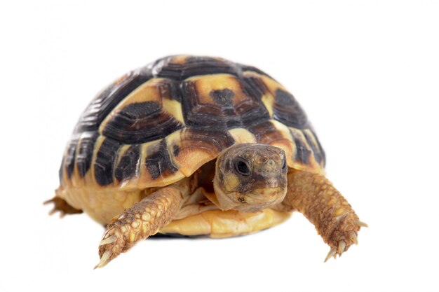 Junge Schildkröte