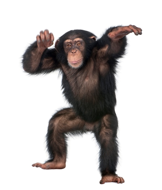 Foto junge schimpansen tanzen - simia höhlenbewohner auf einem weißen isoliert