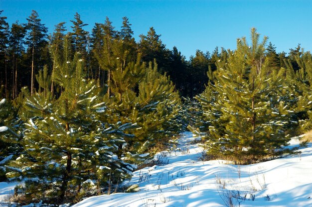 Junge schneebedeckte Weihnachtsbäume wachsen in einem Wald unter Schneeverwehungen an einem wolkigen Wintertag