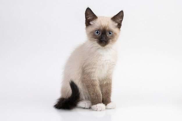 Junge Schneeschuhkatze isoliert auf weißem Hintergrund