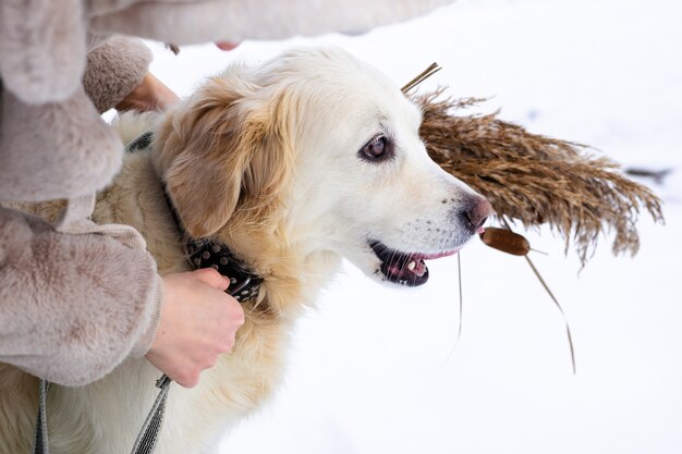 Junge schöne Frau und ihr Golden Retriever Hund haben Spaß im Winter in