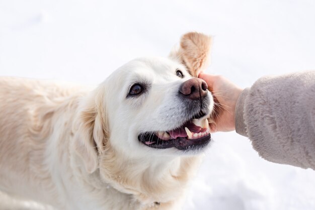 Junge schöne Frau und ihr Golden Retriever Hund haben Spaß im Winter