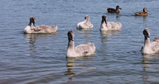 junge Schwäne mit grauem Daun anstelle von Federn schwimmen auf dem See