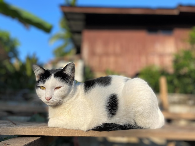 Junge schwarz-weiße Katze, die auf dem Zaun sitzt