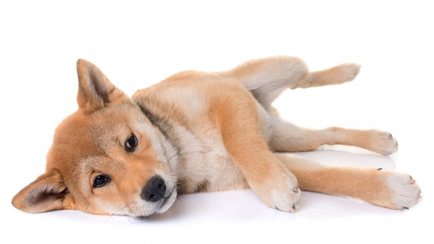 junge Shiba Inu