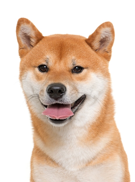 junge Shiba Inu