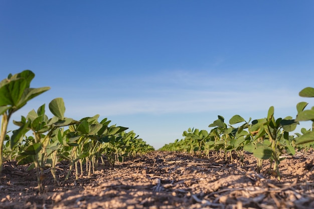 Junge Sojabohnenplantage auf dem Feld hautnah