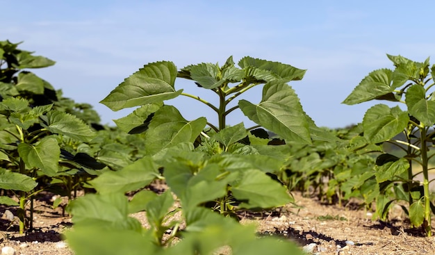 Junge Sonnenblumenpflanzen im Feld