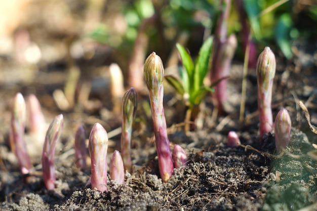 Junge Spargelsprossen im Garten. Gesundes Essen