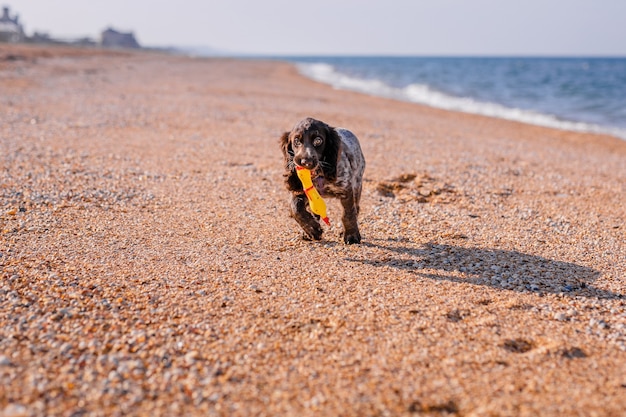 Junge Springer Spaniel Hund spielt mit Spielzeug auf einer Etage am Meeresufer.