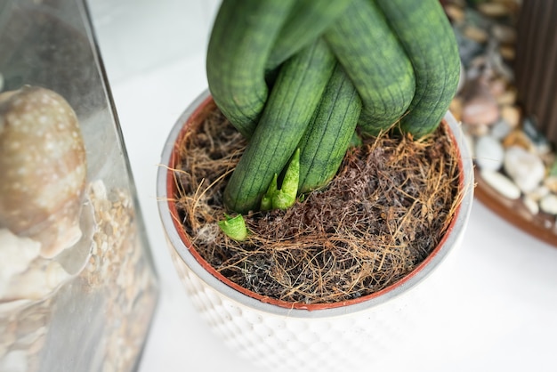 Junge Sprossen der zylindrischen Sansevieria in einem Blumentopf.