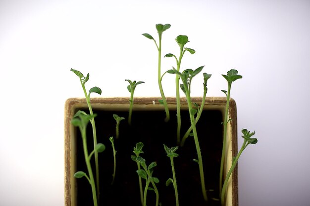 Foto junge sprossen in einem topf / frische kleine grüns, biologie, botanikkonzept