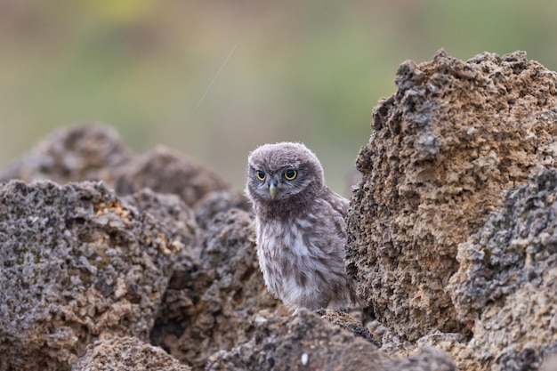 Junge Steinkauz Athena Noctua in freier Wildbahn