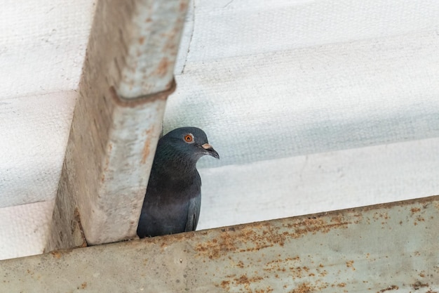 Junge Taube thront versteckt auf Stahlträger des Hauses