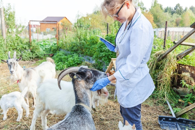 Junge Tierärztin mit Tablet-Computer untersucht Ziege auf Ranch-Hintergrund. Tierarzt untersucht Ziege in natürlicher Öko-Farm. Tierpflege und ökologisches Tierhaltungskonzept.