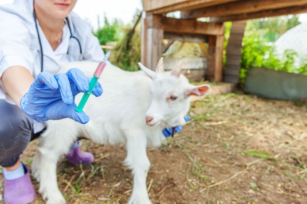 Junge Tierarztfrau mit Spritze, die Ziege hält und injiziert