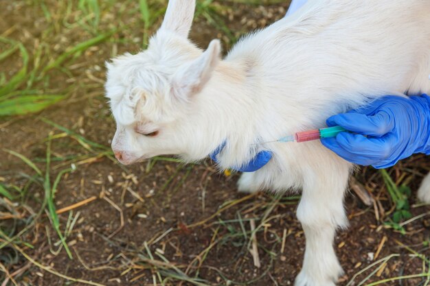 Junge Tierarztfrau mit Spritze, die Ziegenkind auf Ranch hält und injiziert