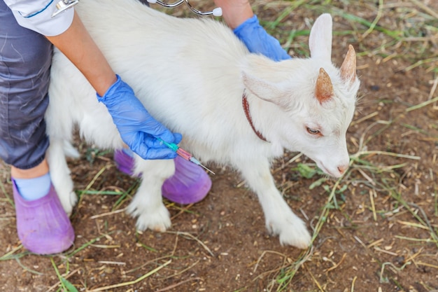 Junge Tierarztfrau mit Spritze, die Ziegenkind auf Ranch hält und injiziert