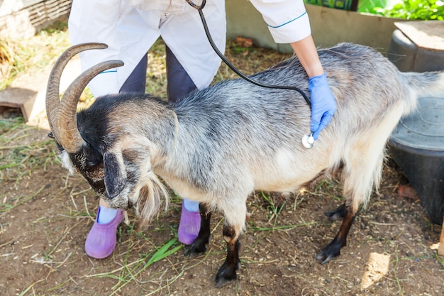 Junge Tierarztfrau mit Stethoskop, das Ziege auf Ranchhintergrund hält und untersucht.