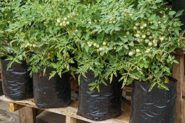 Junge Tomatenpflanze in schwarzen Plastiktopfen Konzept des Anbaus von Gemüse in einem Garten und Nahrung