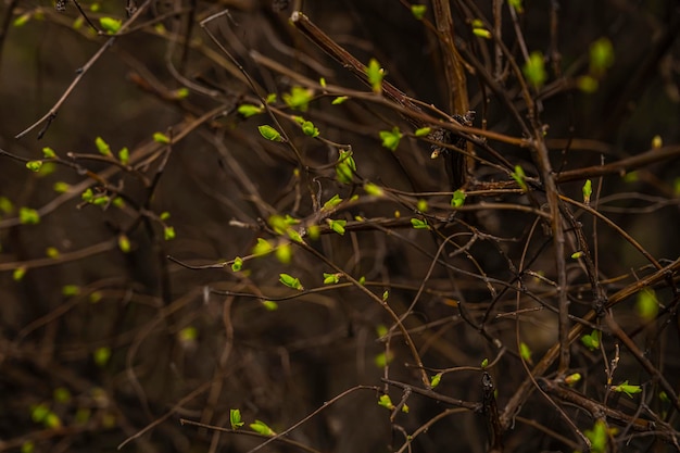 Junge Triebe eines Baumes Geschwollene Knospen eines Baumes Der Frühling kommt