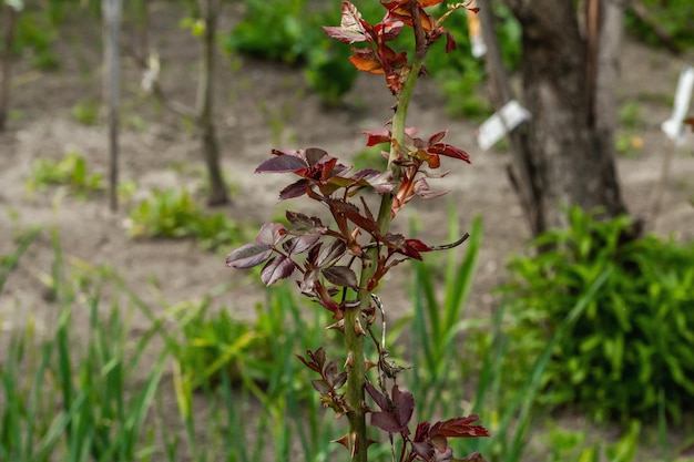 Junge Triebe von Rosen Frühlingssaison von wachsenden Pflanzen Hintergrund des Gartenkonzepts