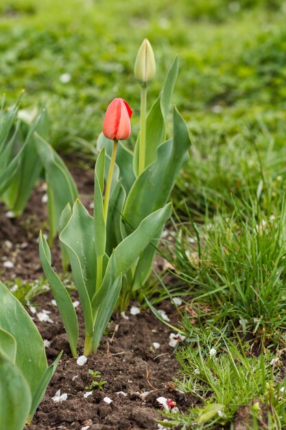 Junge Tulpen wachsen in einem Garten mit dem natürlichen Hintergrund