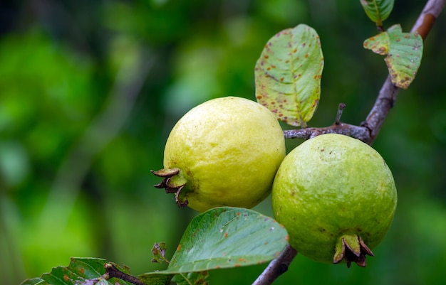 Junge und reife Guavenfrüchte am Baum