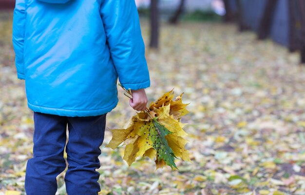 Junge von sechs Jahren mit Haufen gelber Ahornblätter im Herbstpark. Nahaufnahme