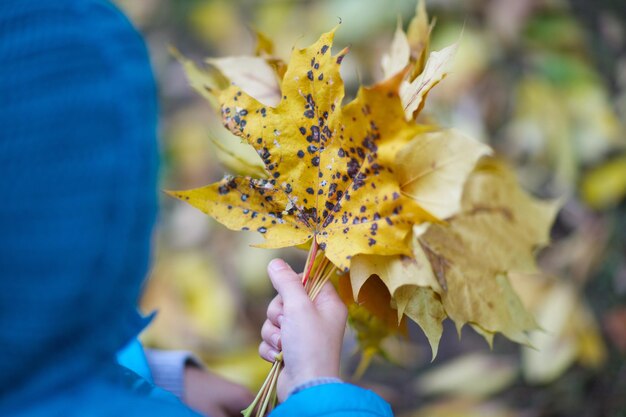 Junge von sechs Jahren mit Haufen gelber Ahornblätter im Herbstpark. Nahaufnahme