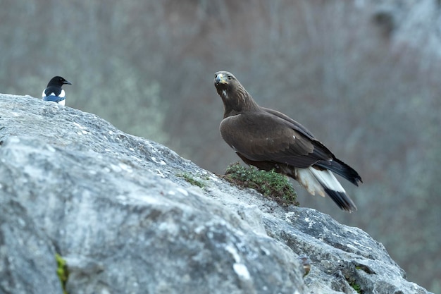 Junge Weibchen des Goldenen Adlers in einem Gebirgsgebiet eines eurosiberianischen Eichen- und Buchenwaldes bei den ersten Lichtern