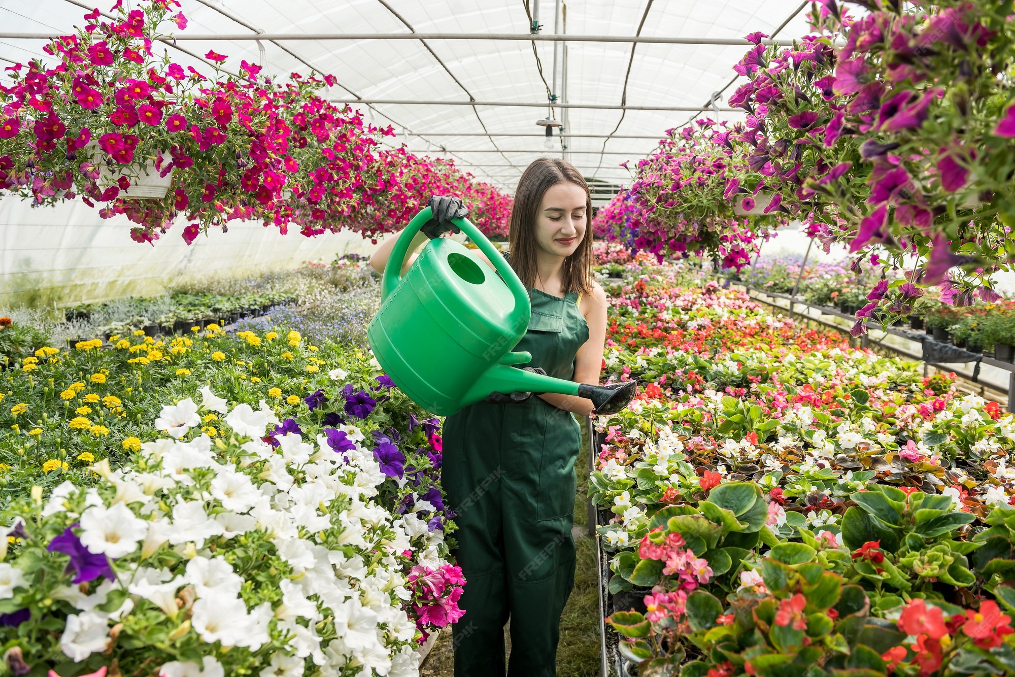 Junge weibliche gärtnerei, die schönheitsblumen in ihrem gewächshaus