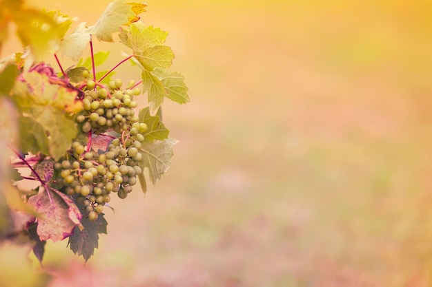 Junge Weinrebe im Sommergarten.