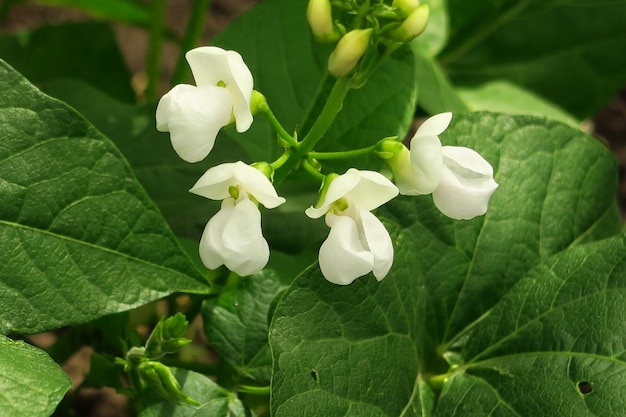 junge weiße Bohnenblumen in einem Gemüsegarten auf einem Gemüsebauernhof