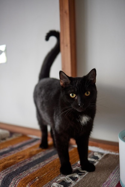 Junge weiße Katze sitzt bequem auf einer Gummimatte auf dem Boden des Hauses Draufsicht auf British Short Hair in silbernem Blauton liegend und seitlich