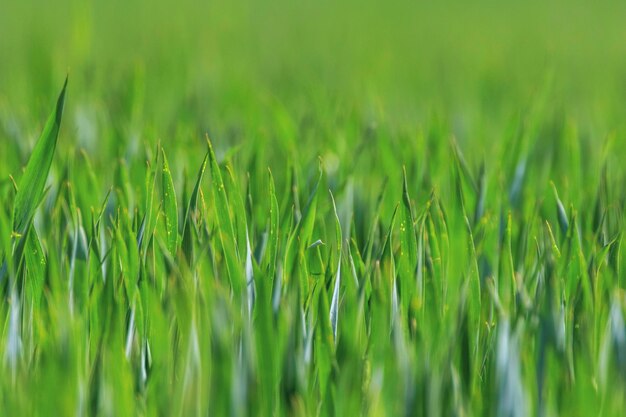 Junge Weizenkeimlinge wachsen auf einem Feld