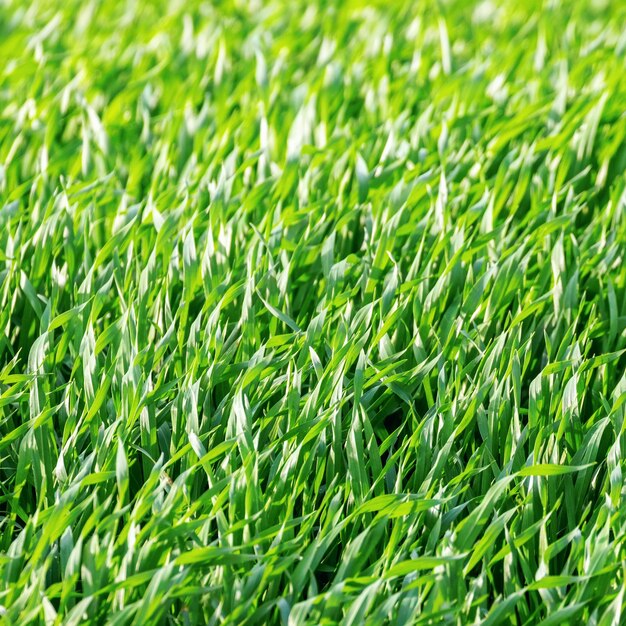 Junge Weizenkeimlinge wachsen in einem Feld