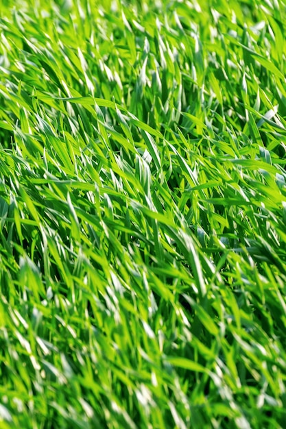 Junge Weizenkeimlinge wachsen in einem Feld