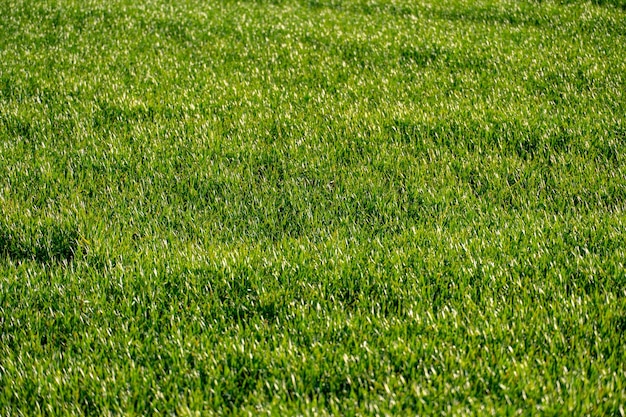 Junge Weizensämlinge, die in einem Boden wachsen Grüne Triebe von jungem Winterweizen im Spätherbst auf einem sonnigen Feld auf dem Bauernhof Spuren von Erntemaschinen in einem ländlichen Bereich