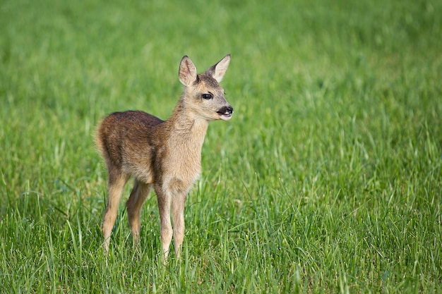 Junge wilde Rehe im Gras Capreolus capreolus Neugeborene Rehe wilde Frühlingsnatur