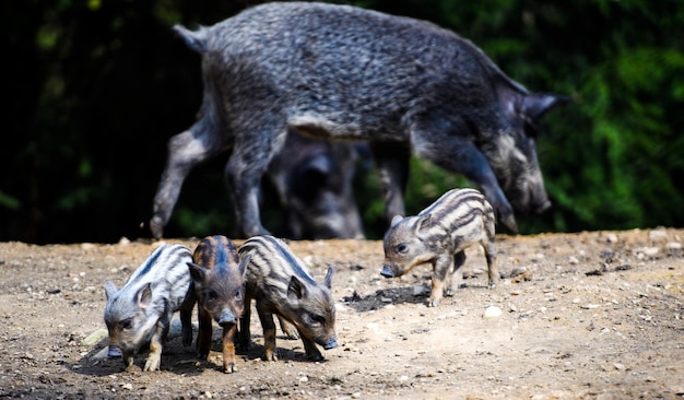 Foto junge wildschweine